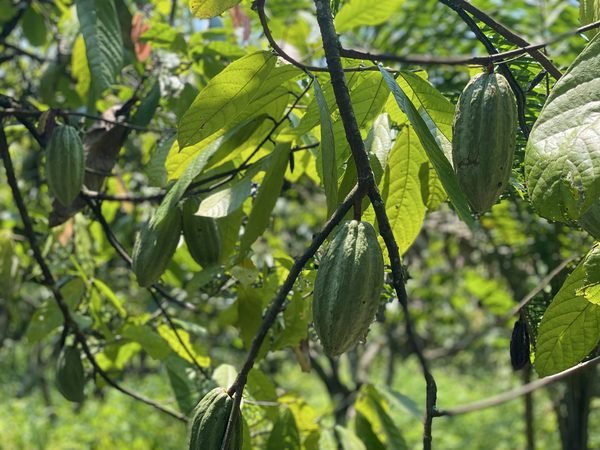Green cocoa pods growing among the leaves of a cocoa tree