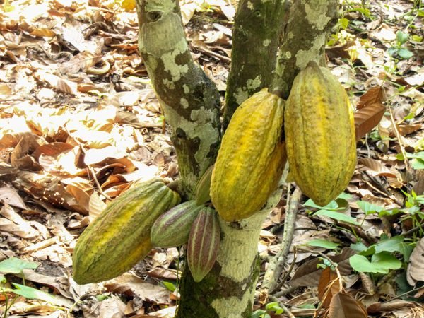 Ripe yellow cocoa pods ready for harvest