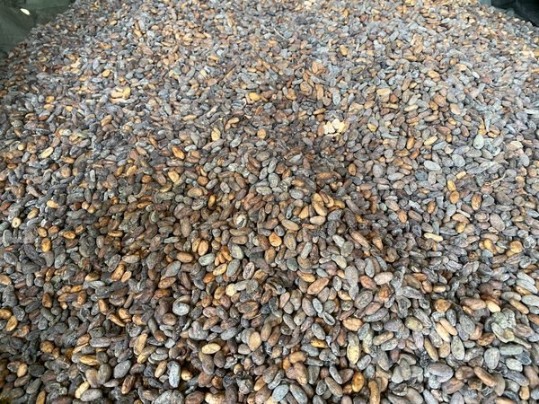 A heap of cocoa beans after harvest
