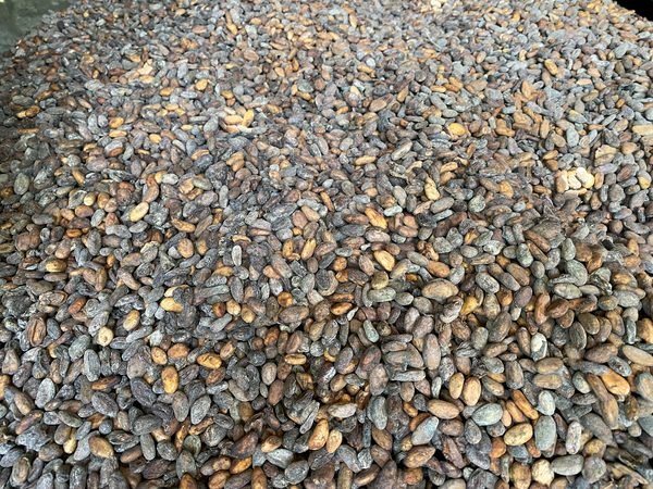 Cocoa beans spread out to dry