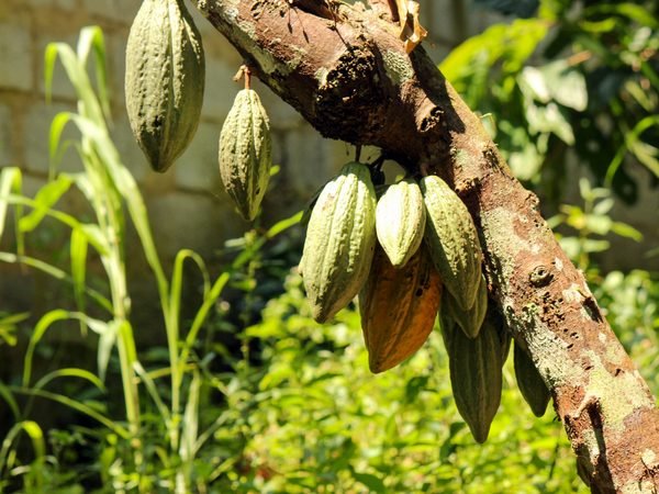 Cocoa pods at different stages of ripeness on a branch