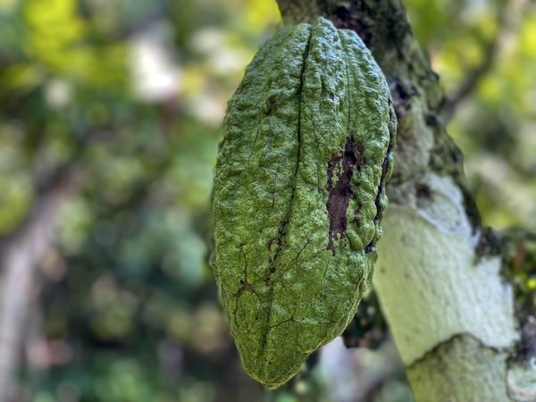 A close-up of a green cocoa pod