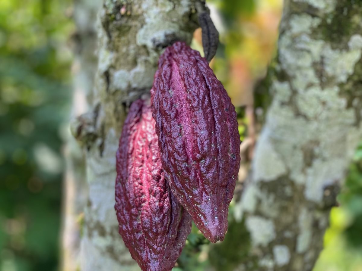 Deep purple cocoa pods on the tree