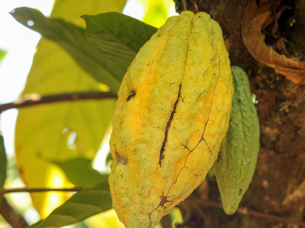 A ripe yellow cocoa pod on the tree