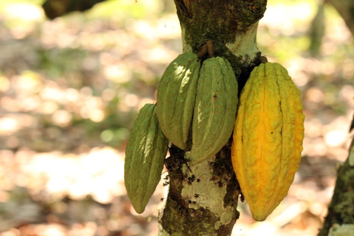 Green and yellow cocoa pods hanging from a cocoa tree
